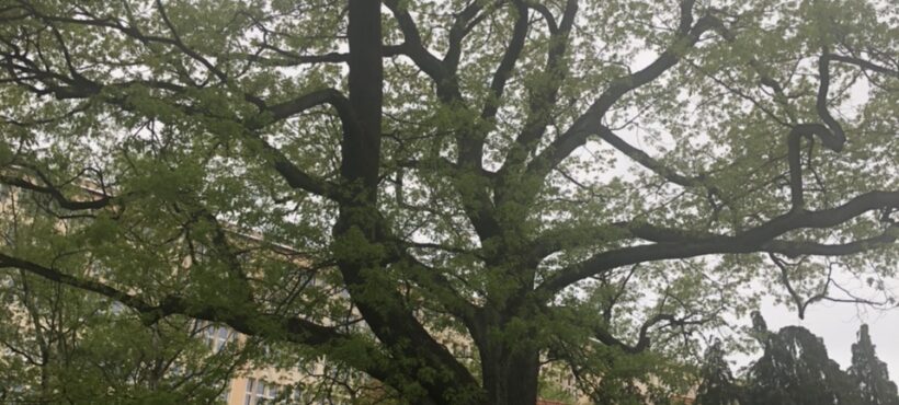 Kolejne drzewo z Aniołków zgłoszone na pomnik przyrody