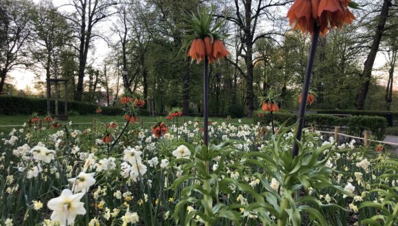 Czy Park im. Daniela Gralatha zostanie rozkopany?