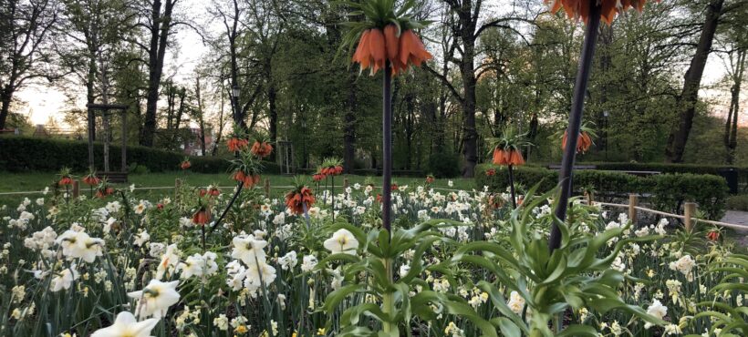 Czy Park im. Daniela Gralatha zostanie rozkopany?