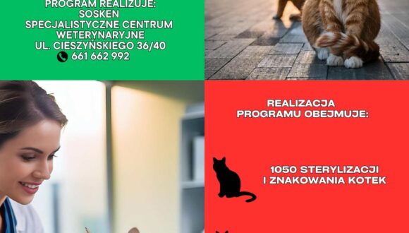 PROGRAM MIEJSKI – STERYLIZACJA – KASTRACJA – ZNAKOWANIE – KOTY WOLNO ŻYJĄCE