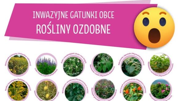 Inwazyjne gatunki obce – jak się z nimi obchodzić, gdzie zgłaszać?