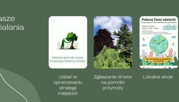 Przedstawiciel Aniołków w Społecznej Radzie ds. Drzew Przedstawiciel Aniołków w Społecznej Radzie ds. Drzew