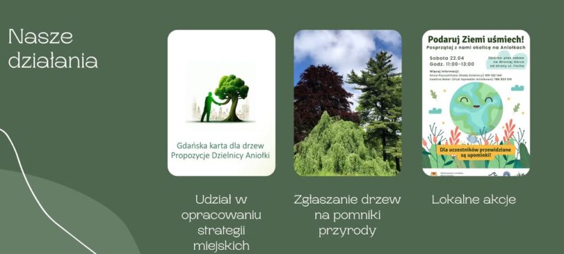 Przedstawiciel Aniołków w Społecznej Radzie ds. Drzew