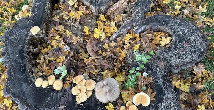 Podsumowanie Prac Rady społecznej ds Drzew w Gdańsku za 2025 r.